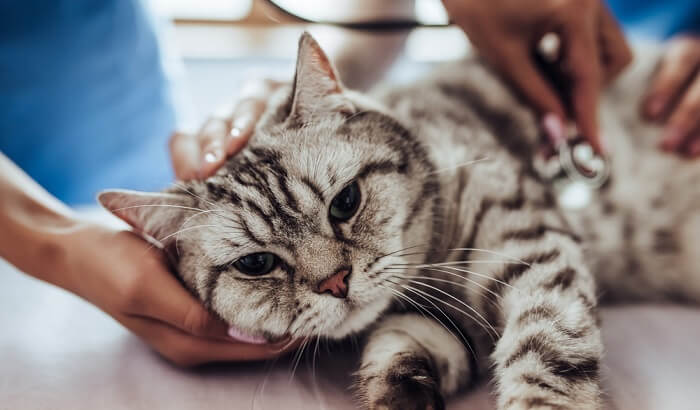 Cat receiving a blood test at the vet.