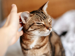 understanding your cat's senses
