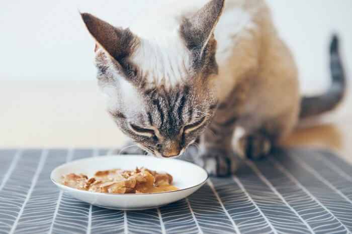Iams Senior Cat Food  : Nutritious and Delicious Options for Your Aging Feline