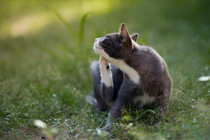 A gray and white cat sitting in the grass