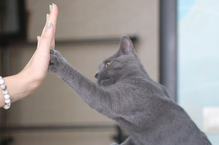 Un gato gris saluda una mano humana.
