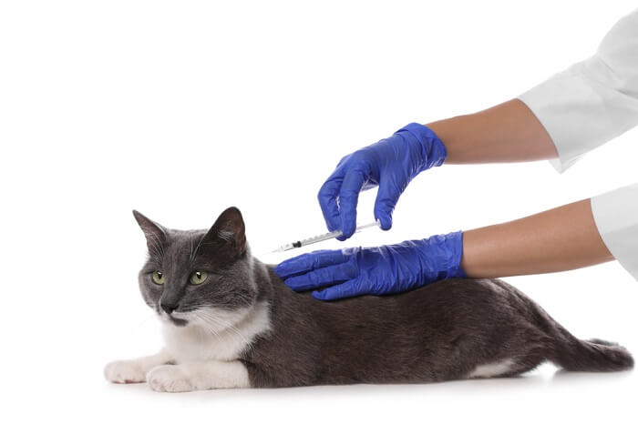 Injection into cat