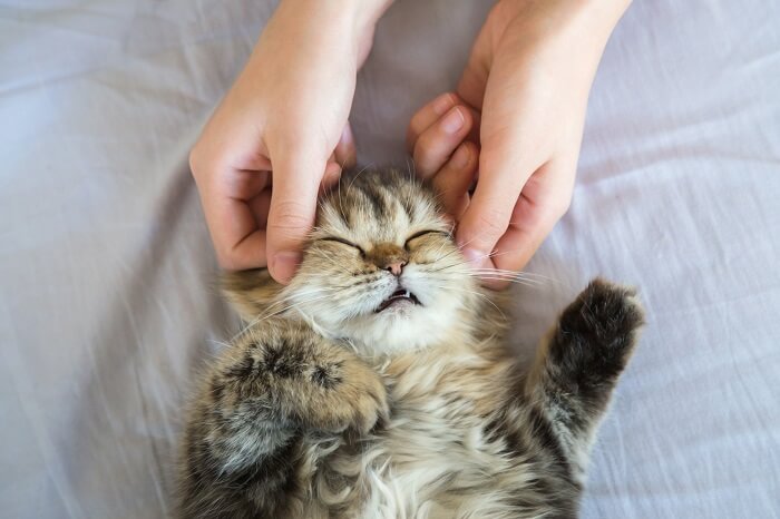 Cat being massaged