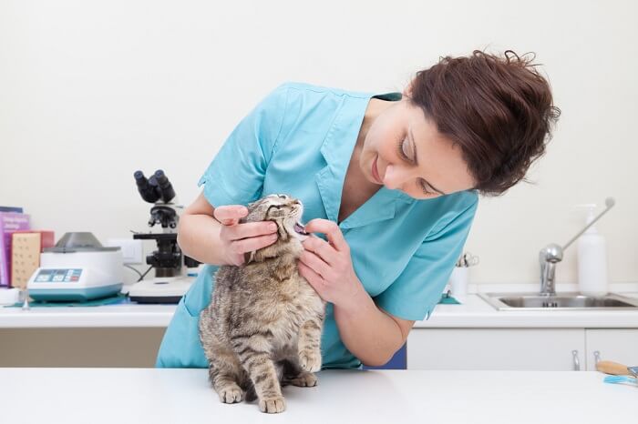 An image depicting a cat undergoing an oral examination.