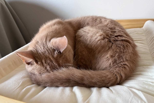 High Blood Pressure in Cats (Hypertension): Causes, Symptoms, & Treatment