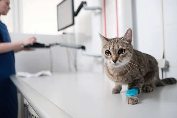 Treatment for bladder stones in cats
