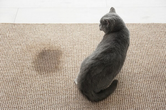 Image showcasing Urethral Obstruction In Cats: Causes, Symptoms & Treatment - Cats.com