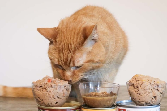 Salmonella in Cats: Causes, Symptoms & Treatment​