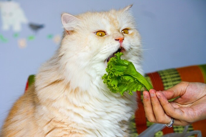 5 Vegetables Cats Can Eat (And 5 To Avoid!) - Cats.com