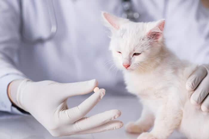 A white kitten is being given a pill by a vet.
