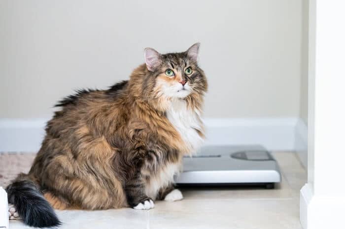Overweight cat next to the scale