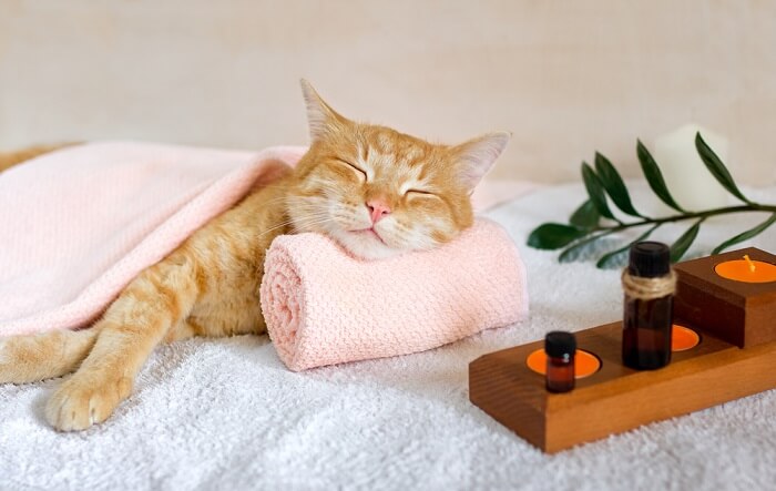 Image capturing a cat in a state of relaxation and tranquility.