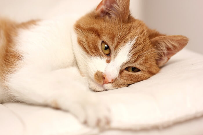 Orange and white cat lying on a white pillow; salmonella in cats featured image