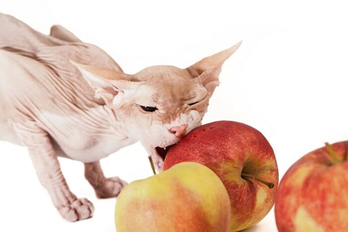 Sphynx cat in the presence of an apple, a curious contrast