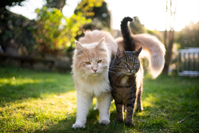 Two cats walking close together
