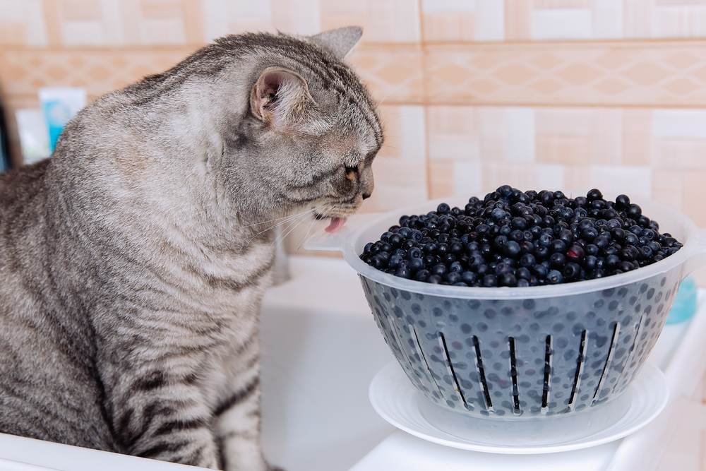 Cat gazing at blueberries in a bowl, intrigued
