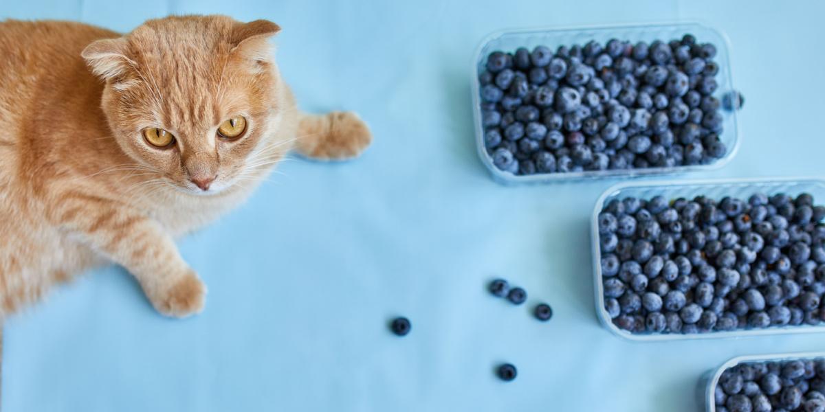 Cat sitting near a bowl of blueberries, showing curiosity