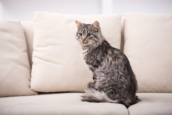 Cat sitting on couch with tail wrapped around paws