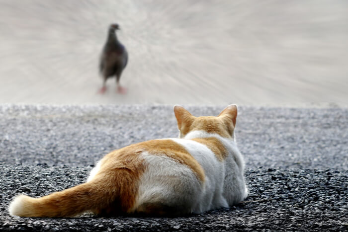 Gato acechando a un pájaro con la cola apoyada en el suelo