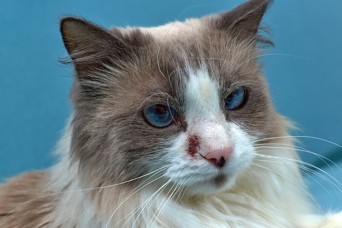 cat with skin infection on the nose