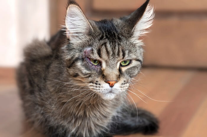 Cat with wounded right eye