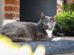 Grey & White Short Hair Tuxedo & Brown Tabby Cats Outside Outdoors