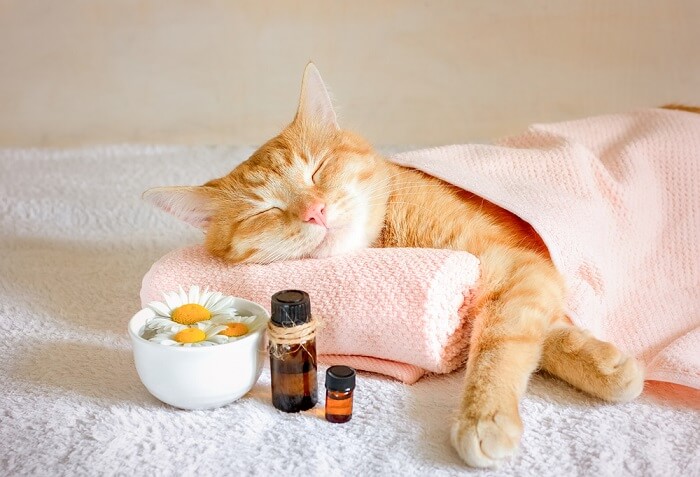 homeopathy for cats feature