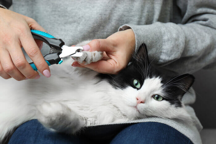 Person clipping a cat's nail