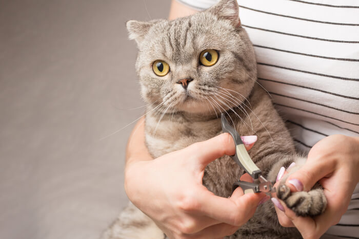 Cat nail trim