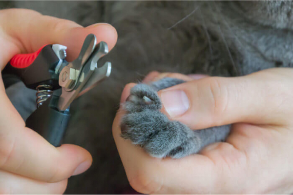 Stunning How To Trim Cat Nails Without Bleeding image
