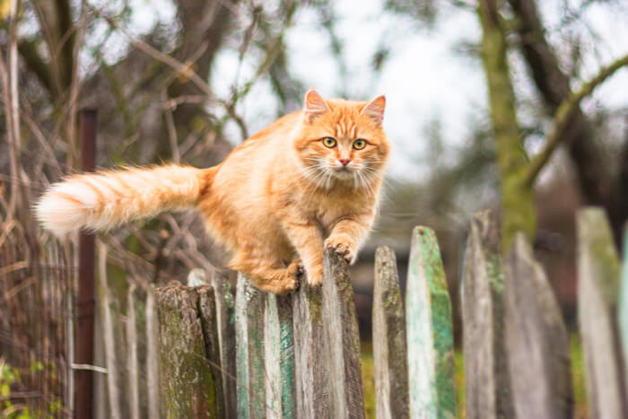 Gato naranja trepando por una valla