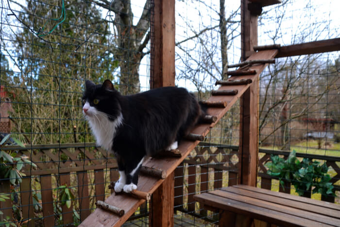 Cat in outdoor catio