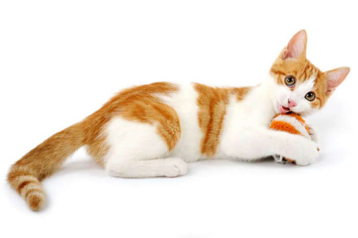 Vibrant image of an orange and white kitten fully engaged in play, radiating youthful energy and curiosity.