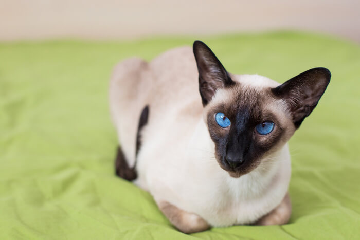 Image of a Siamese cat, known for its sleek body, striking color points, and almond-shaped blue eyes, in a captivating and regal pose.