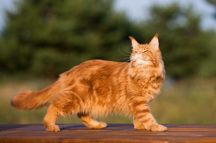 Maine coon cat walking outdoors