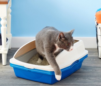 Best sifting outlet cat litter box