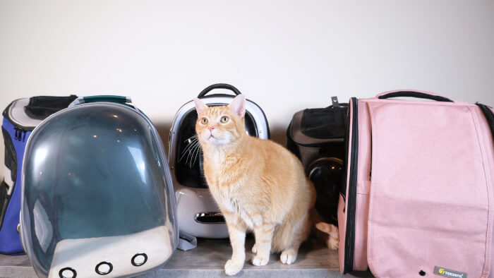 lineup of cat backpacks