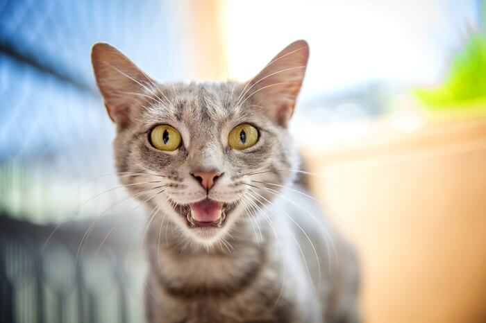 8 Common Cat Sounds Decoded: Why Cats Purr, Meow and Yowl