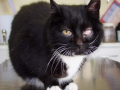 black eye cat with eye disease in the table