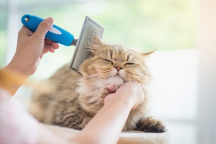 Image of a person brushing a cat.