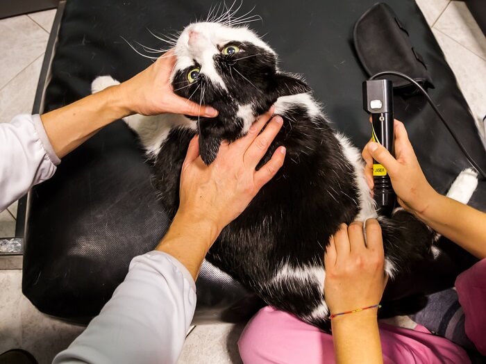 Treatment of osteoarthritis in cats