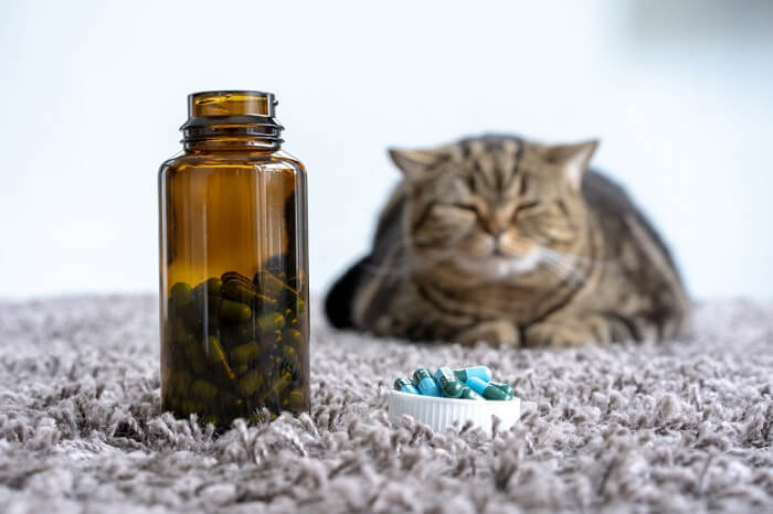 Cat sitting with a bottle of pills