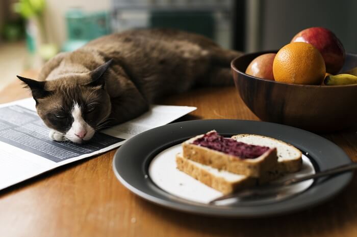 Cat alongside a slice of bread, an amusing encounter
