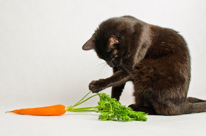 Cats and clearance vegetables