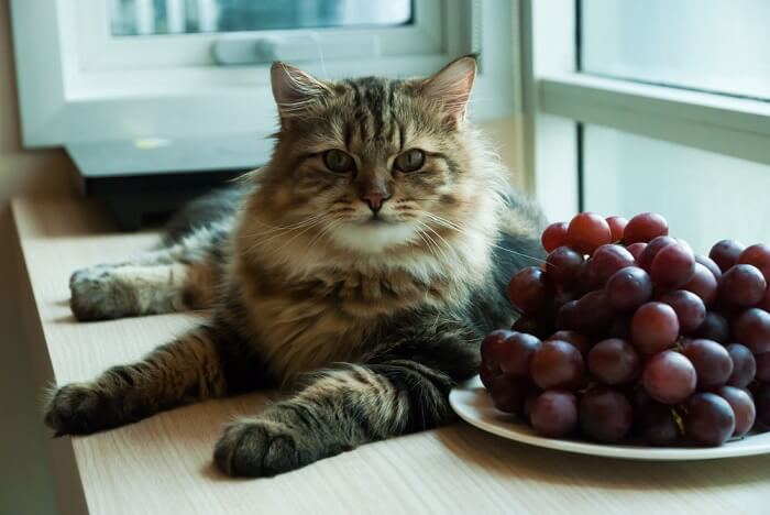 Can Cats Eat Grapes? 