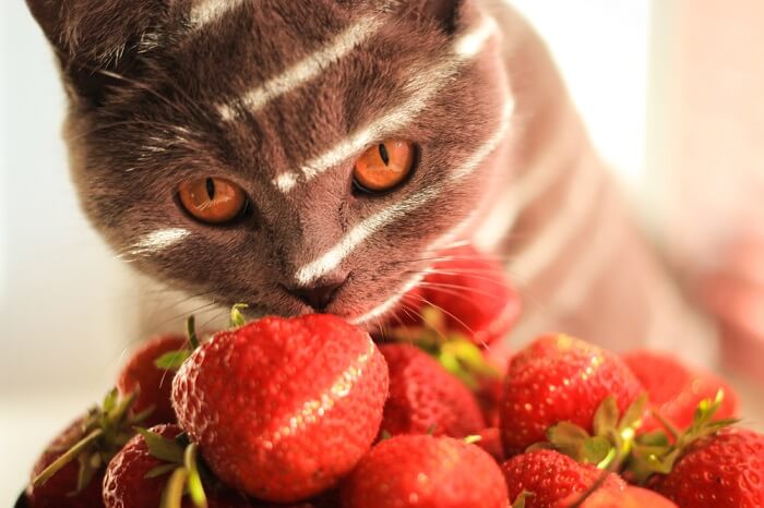Cat with a pile of strawberries