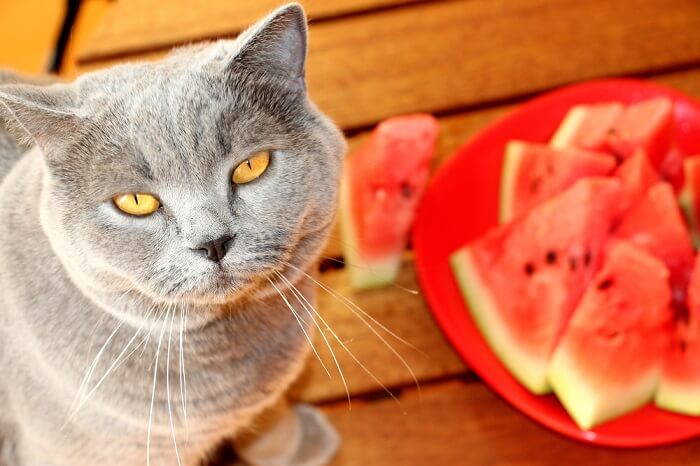 Curious cat captivated by a watermelon, showcasing feline curiosity and exploration.