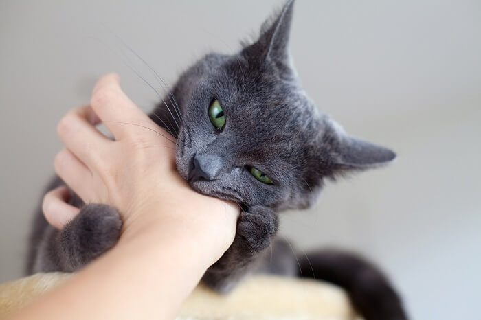 Cat Bite Infection: Causes, Symptoms & Treatment 
