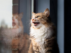A cat making chirping or chattering sounds, often observed when observing birds or other prey.
