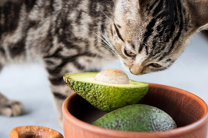 Curious cat sniffing an avocado